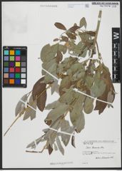 Foto von Salix turanica Nasarow
